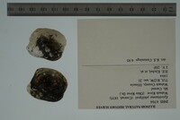 Media resource of Epioblasma cincinnatiensis