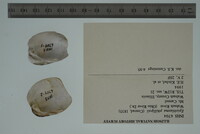 Epioblasma cincinnatiensis image