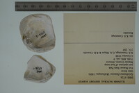 Epioblasma flexuosa image