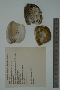 Epioblasma propinqua image