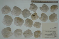 Epioblasma torulosa image