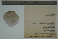 Epioblasma triquetra image