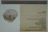 Epioblasma triquetra image