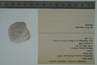 Epioblasma torulosa image