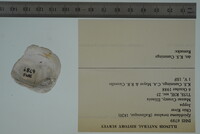 Epioblasma torulosa image