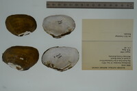 Epioblasma brevidens image