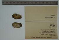 Media resource of Margaritana curreyiana