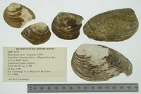 Pleurobema clava image