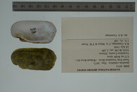 Theliderma cylindrica image