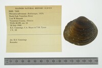 Obovaria subrotunda image