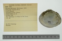 Obovaria subrotunda image