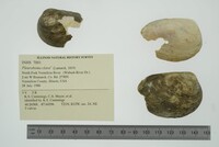 Pleurobema clava image