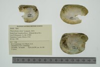 Pleurobema clava image