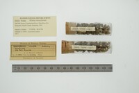 Media resource of Elimia clavaeformis