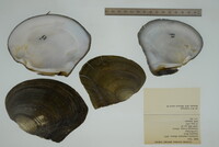 Lasmigona complanata image