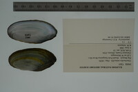 Utterbackia imbecillis image