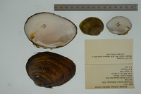 Pleurobema sintoxia image