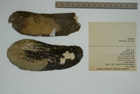 Margaritifera monodonta image