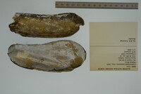 Margaritifera monodonta image