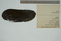 Margaritifera monodonta image