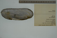 Margaritifera monodonta image