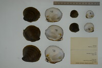 Fusconaia ebena image