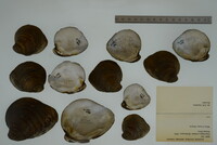 Pleurobema cordatum image