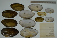 Uniomerus tetralasmus image