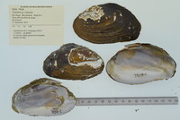 Achatinella vulpina image