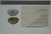 Alasmidonta viridis image