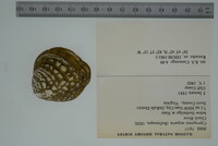 Cyprogenia stegaria image