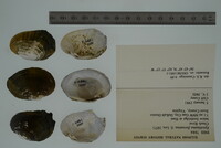 Epioblasma florentina image