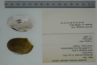 Epioblasma brevidens image