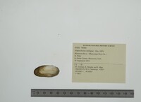 Simpsonaias ambigua image