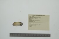 Simpsonaias ambigua image