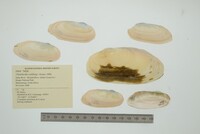 Chambardia wahlbergi image