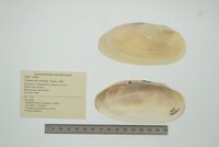 Chambardia wahlbergi image