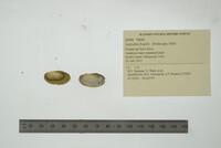 Leptodea fragilis image