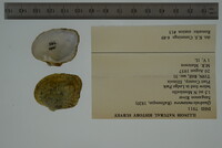 Theliderma metanevra image