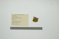 Triplodon corrugatus image