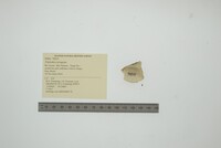 Triplodon corrugatus image