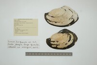 Leila blainvilliana image