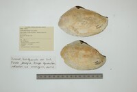 Leila blainvilliana image