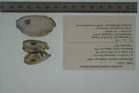 Epioblasma triquetra image