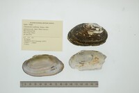 Chambardia wahlbergi image