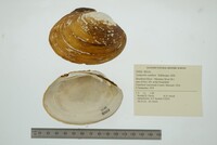 Lampsilis cardium image
