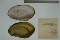 Leptodea fragilis image