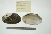 Ortmanniana ligamentina image