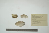 Venustaconcha ellipsiformis image