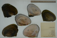 Potamilus alatus image